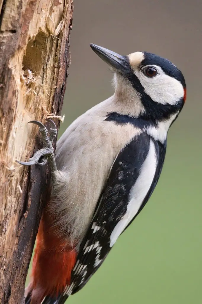 Woodpecker