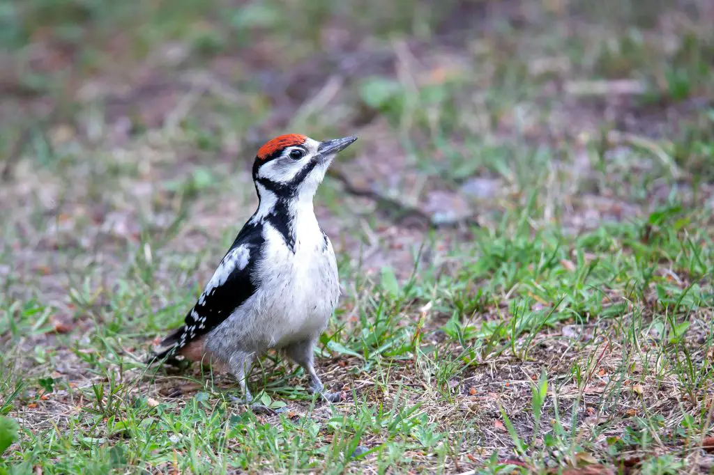 Ivory-Billed Woodpecker (Campephilus Principalis)