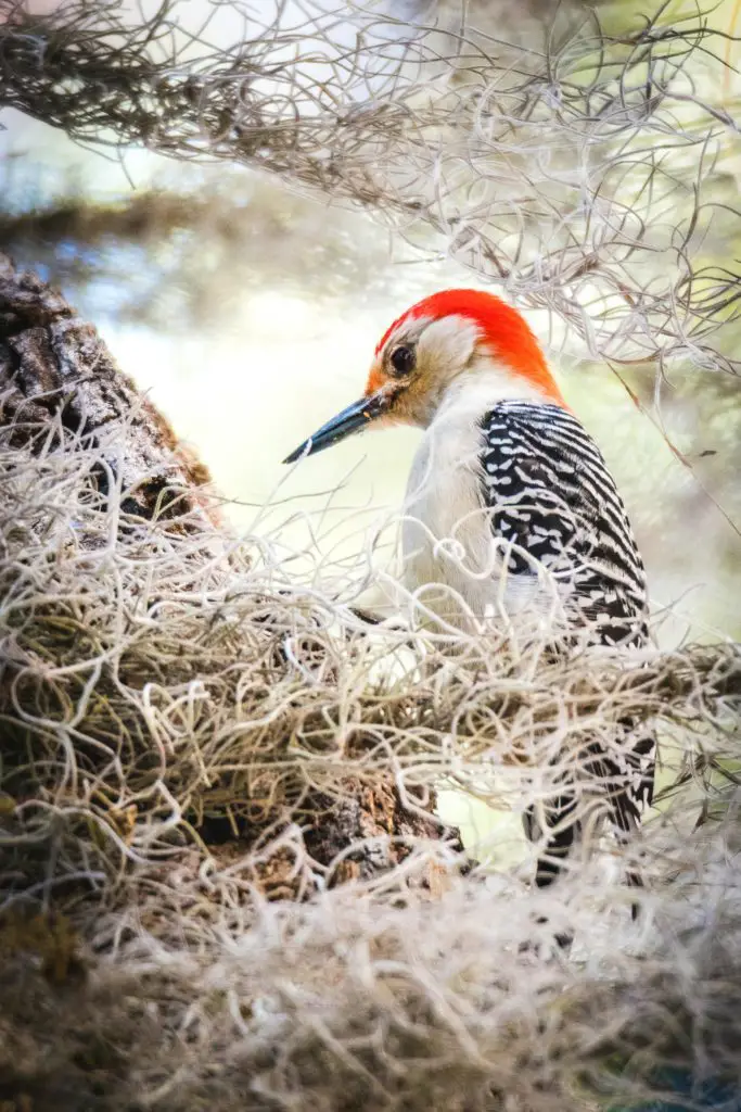 Ivory-Billed Woodpecker (Campephilus Principalis)