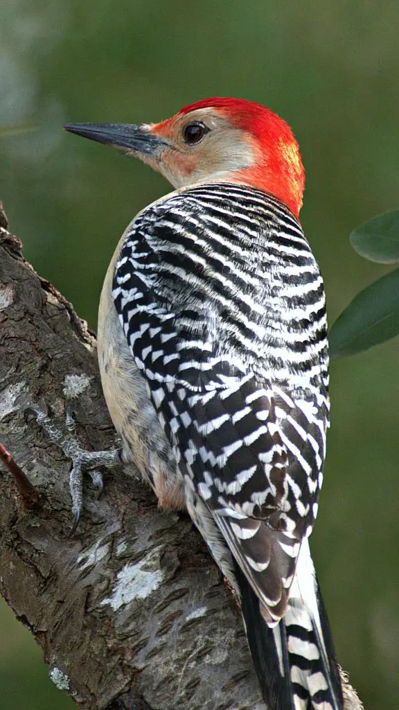 Ivory-Billed Woodpecker (Campephilus Principalis)