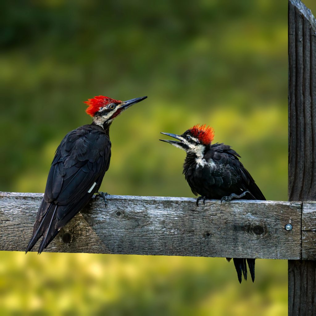 Ivory-Billed Woodpecker (Campephilus Principalis)