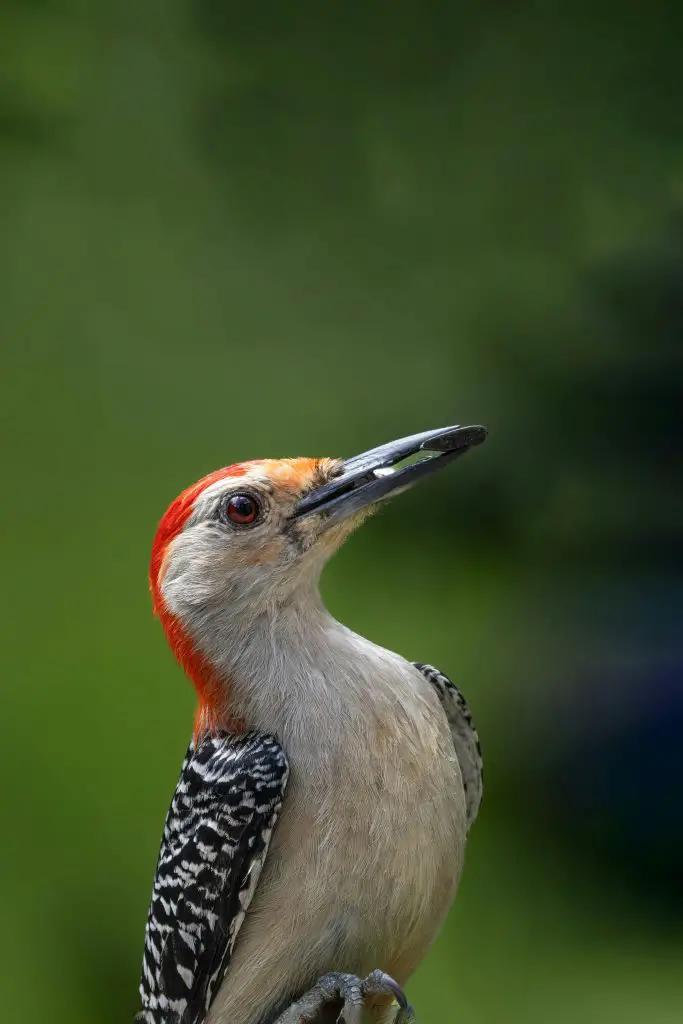 Ivory-Billed Woodpecker (Campephilus Principalis)