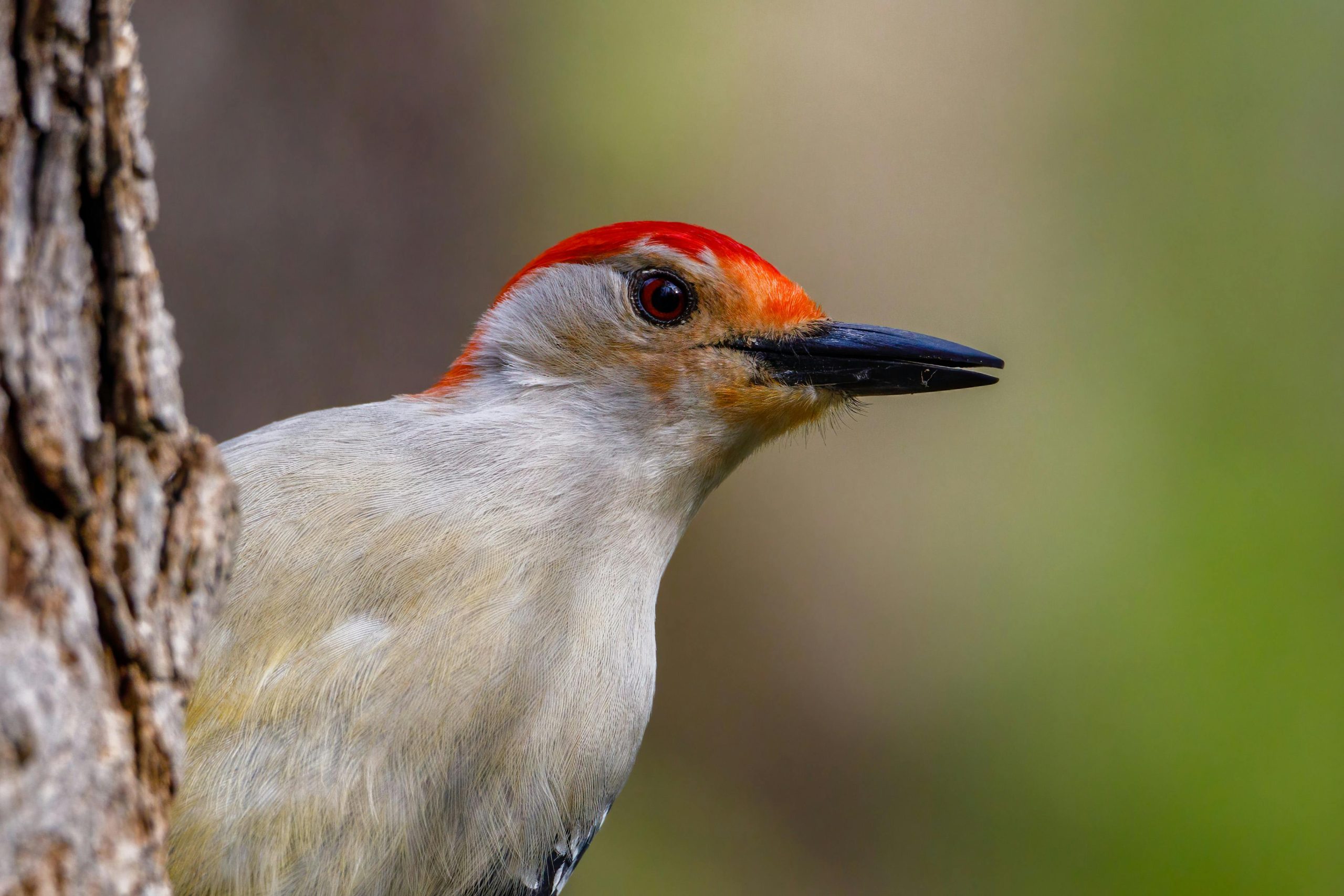 Ivory-Billed Woodpecker (Campephilus Principalis)