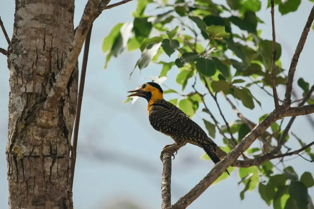 Ivory-Billed Woodpecker (Campephilus Principalis)