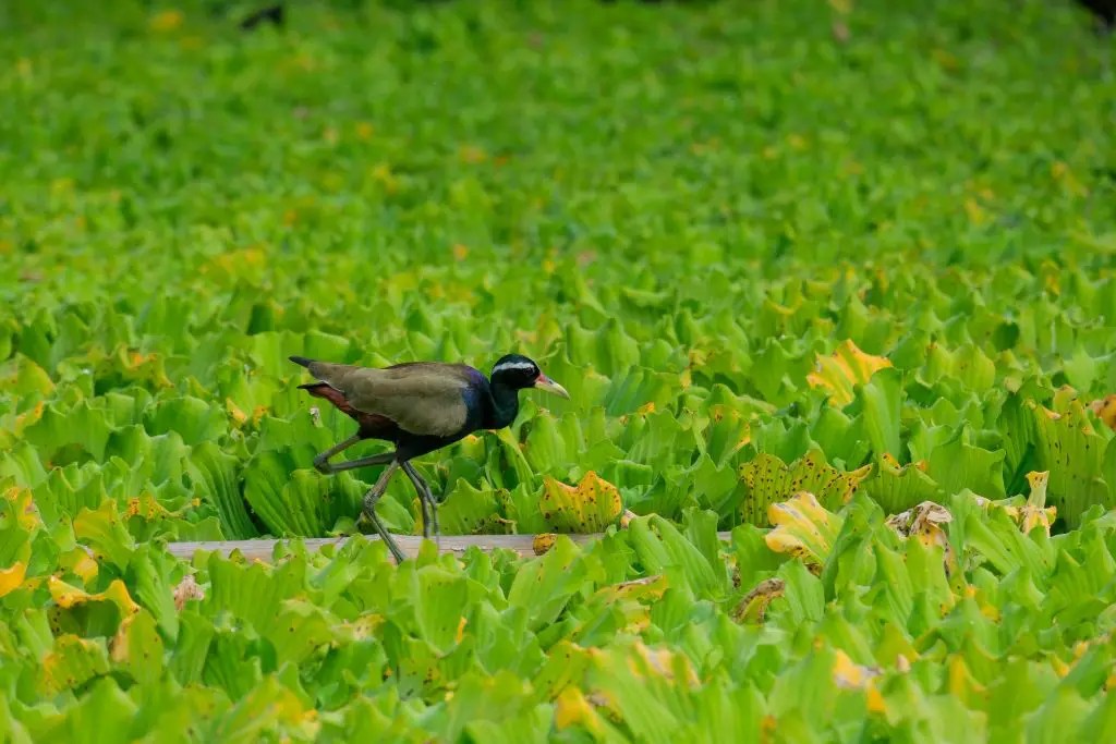 Jacana (Jacanidae)