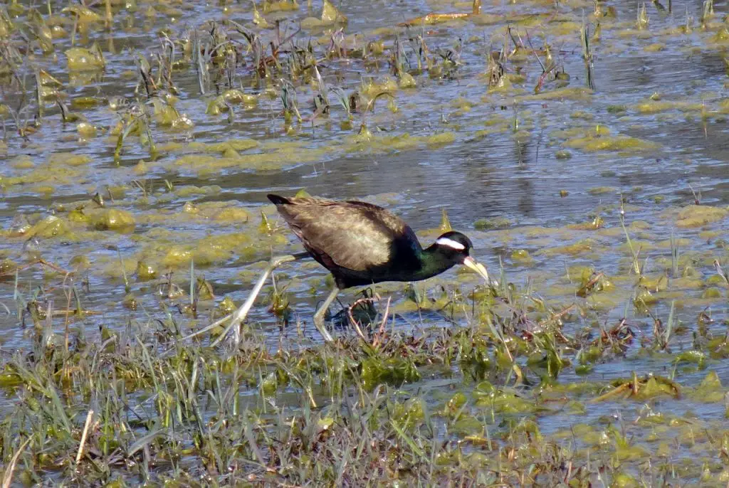 Jacana (Jacanidae)