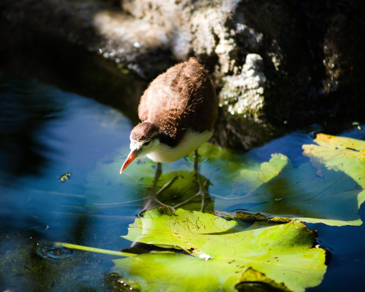 Jacana (Jacanidae)