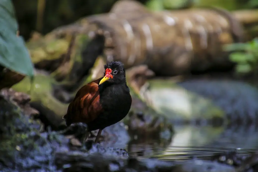 Jacana (Jacanidae)