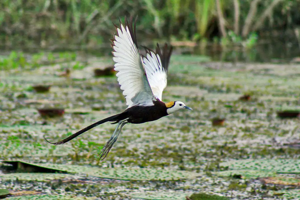 Jacana (Jacanidae)