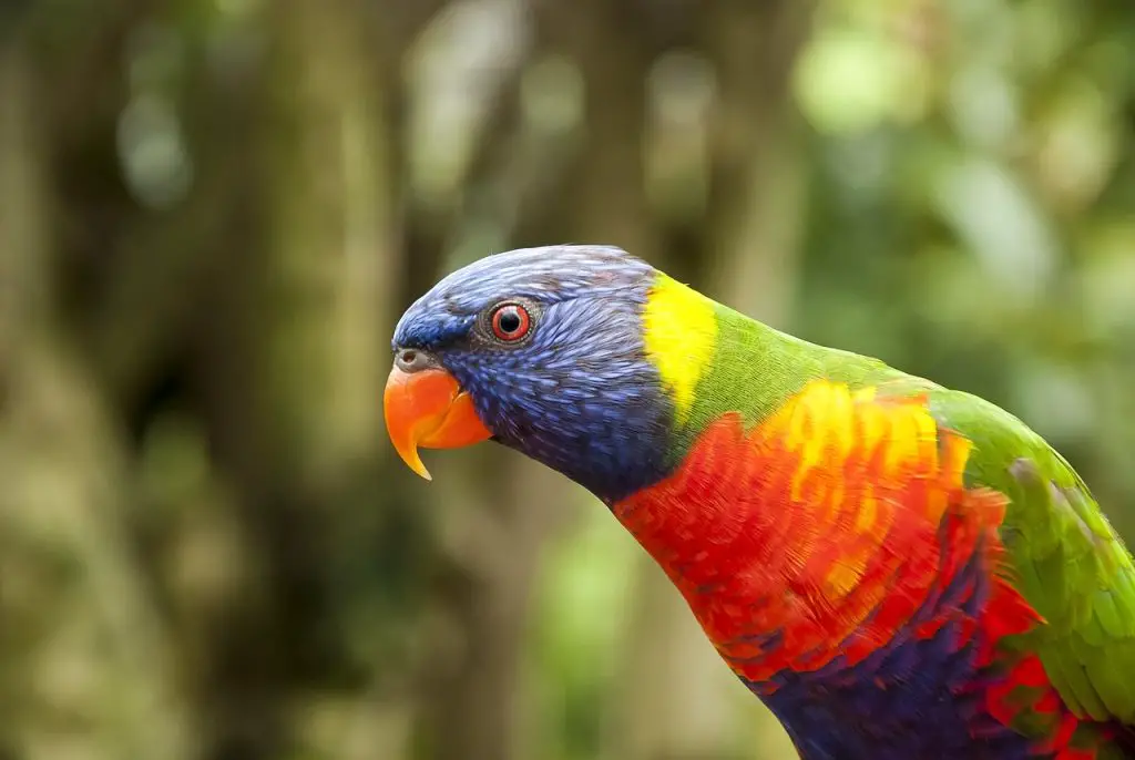 Lorikeet