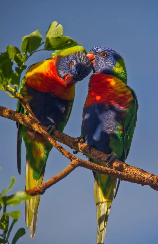 Lorikeet