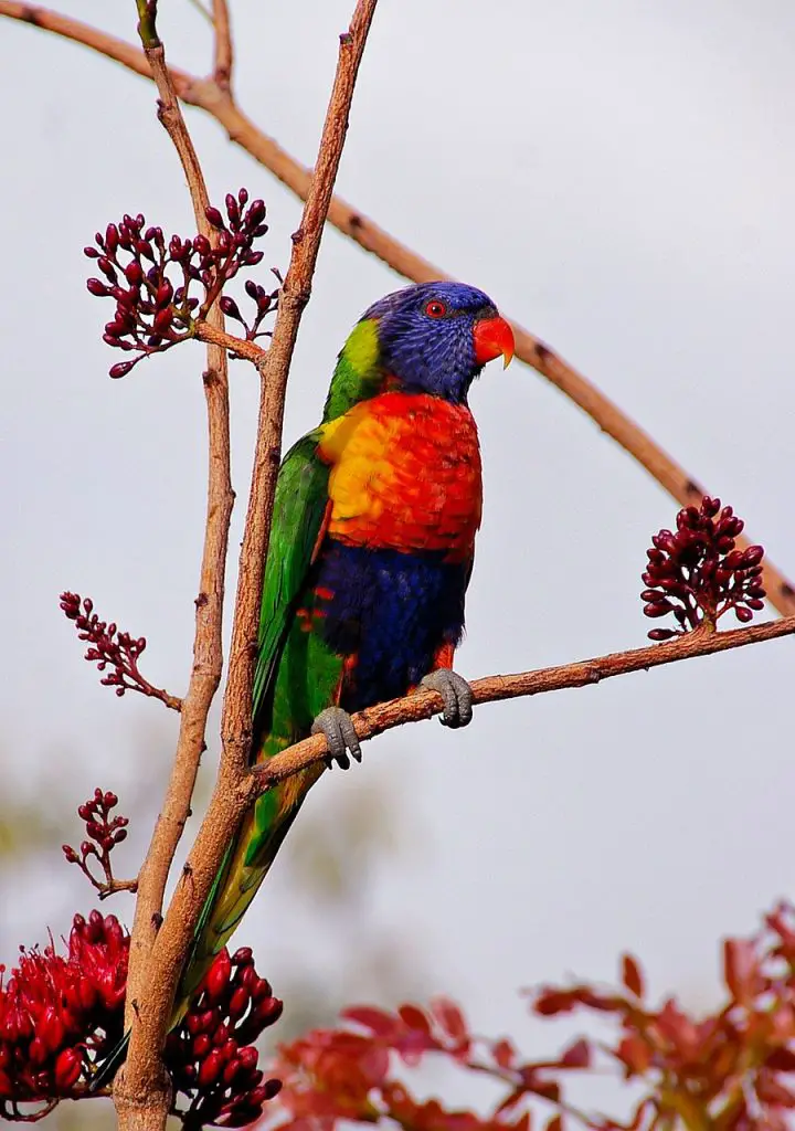 Lorikeet