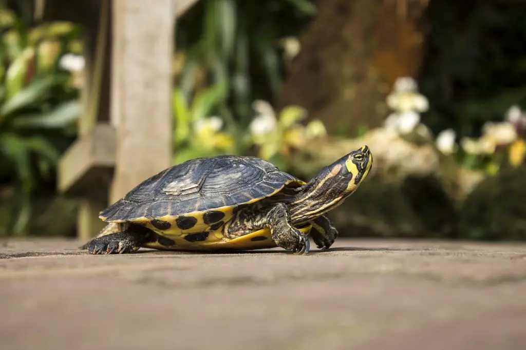 How Long Can A Map Turtle Be Out Of Water?