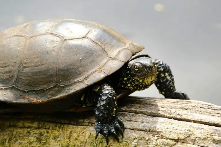 How Long Can A Map Turtle Be Out Of Water?