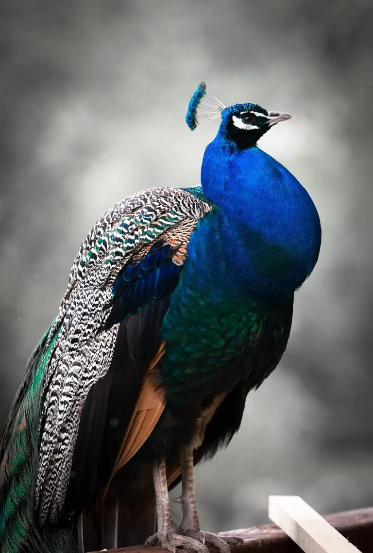 Peacock