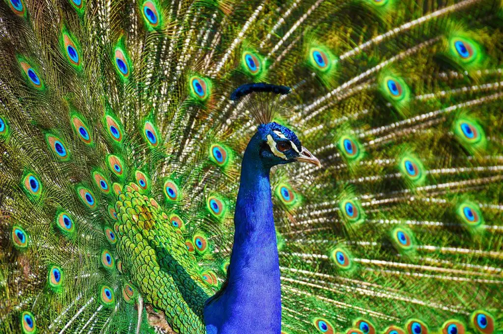 Peacock