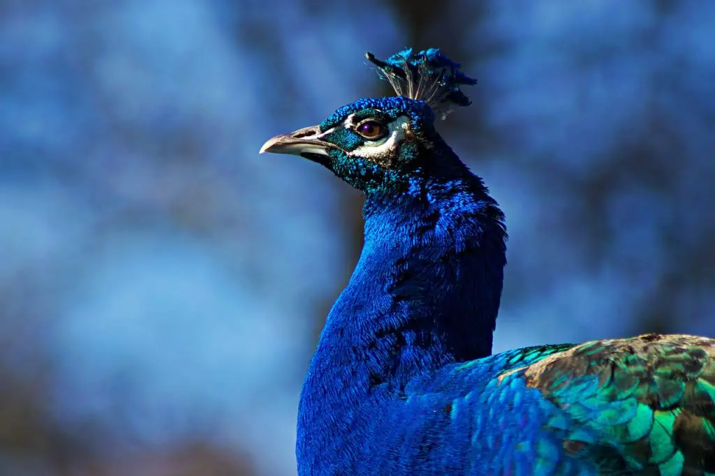 Peacock