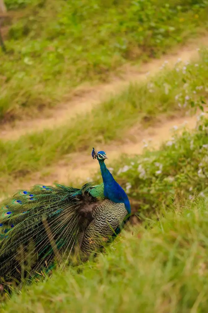 Peacock