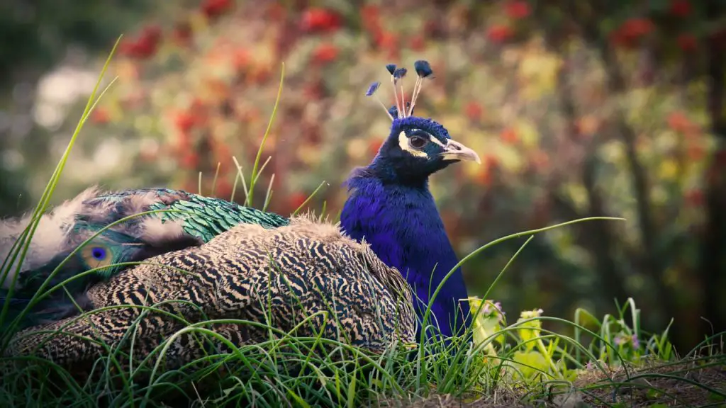 Peacock