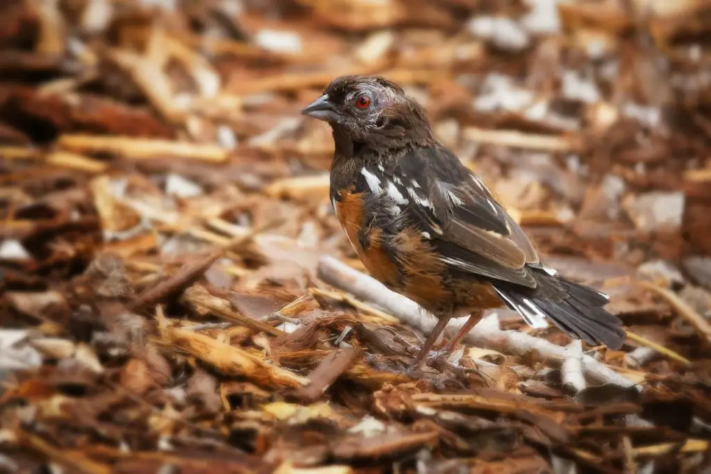 Towhee (Pipilo Erythrophthalmus)