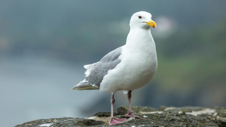 Seagull (Larus Argentatus)