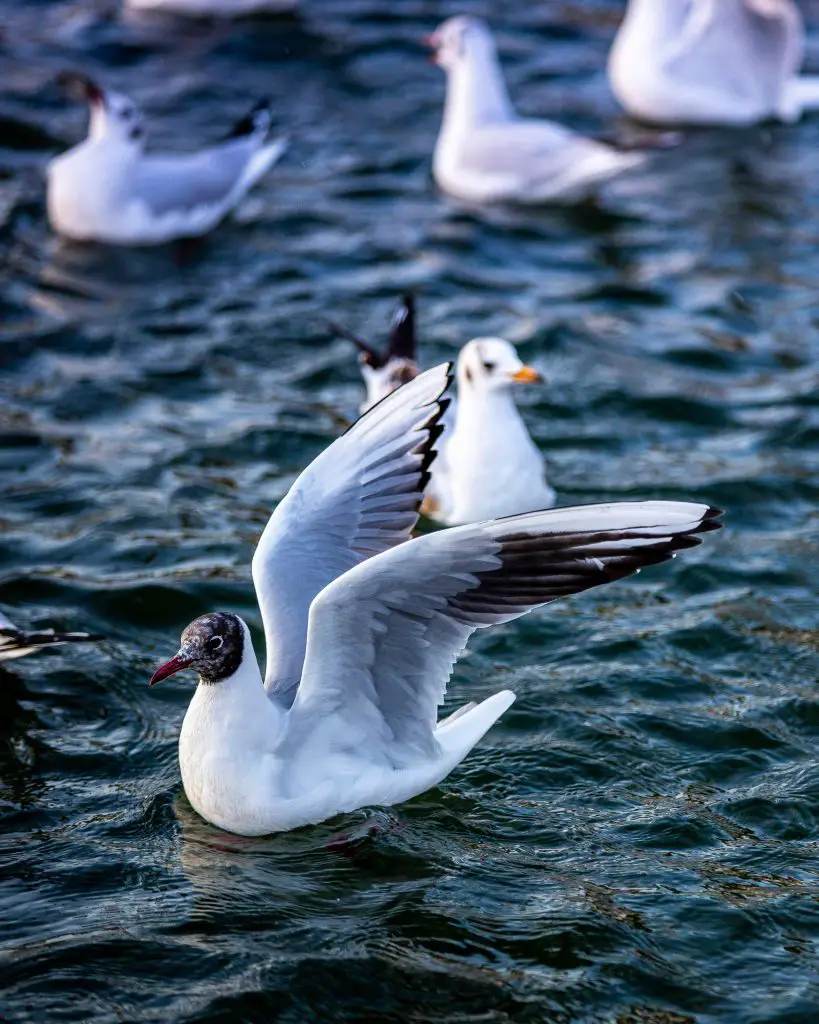 Xeme (Sabine’s Gull)