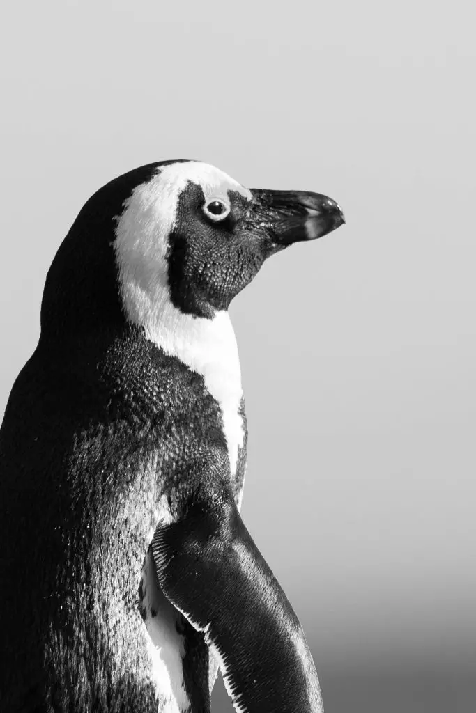 Adélie Penguin (Pygoscelis Adeliae)