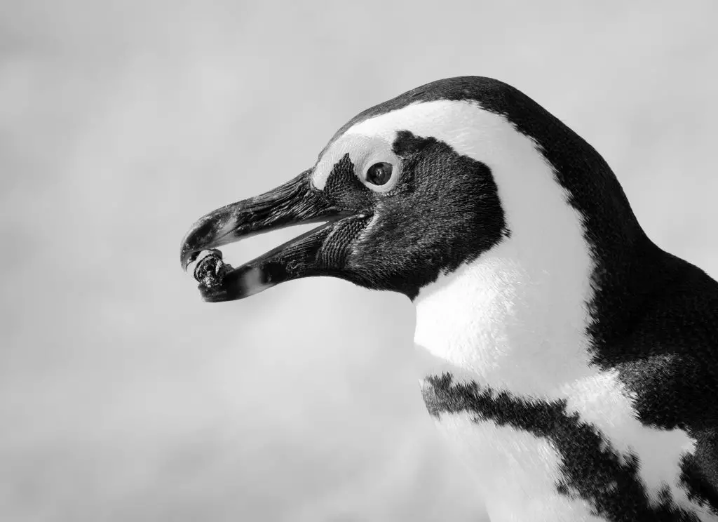 Adélie Penguin (Pygoscelis Adeliae)