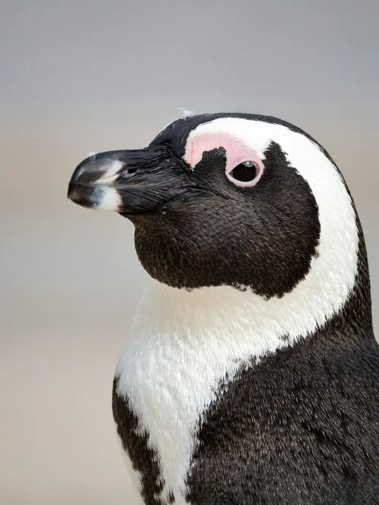 Adélie Penguin (Pygoscelis Adeliae)