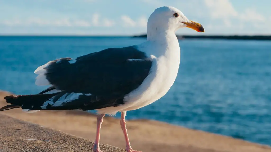 Xeme (Sabine’s Gull)