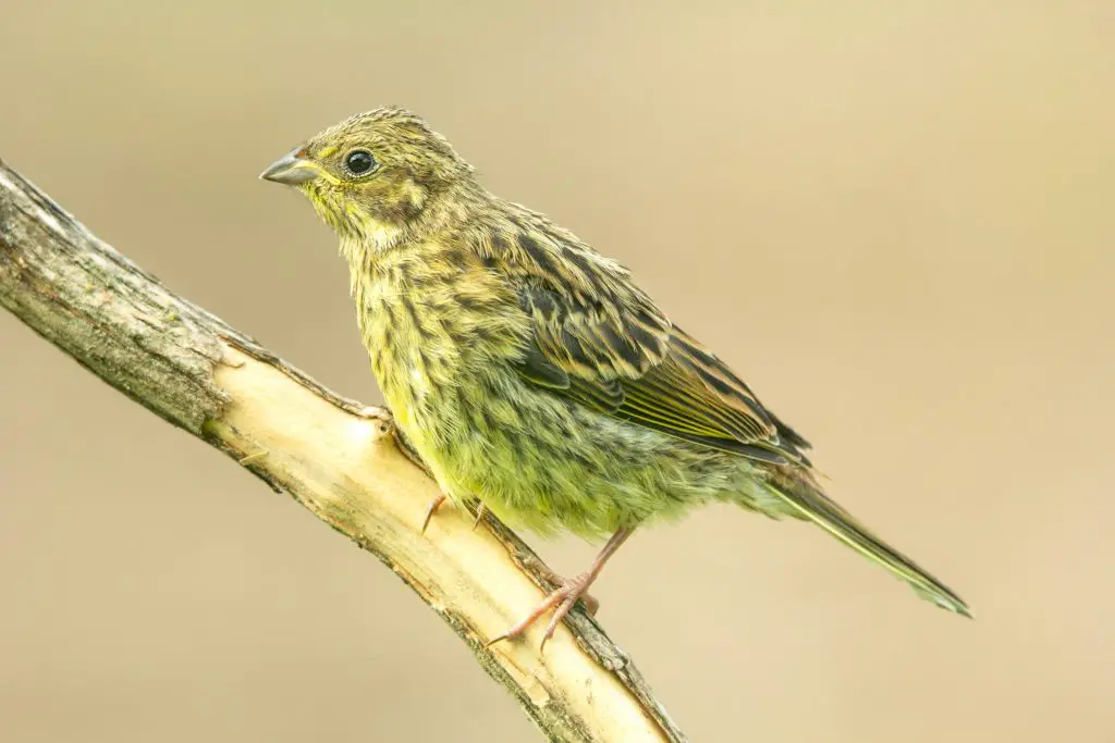 Yellowhammer (Emberiza Citrinella)