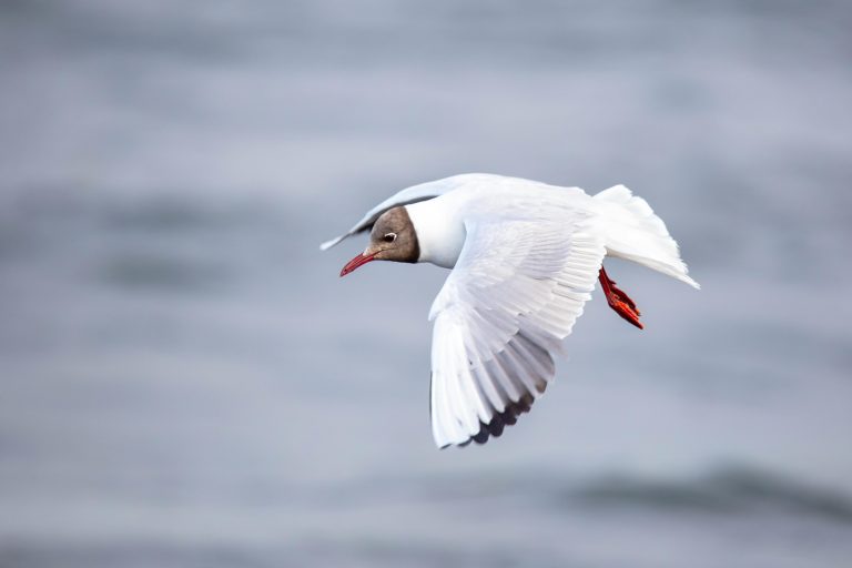 Xeme (Sabine’s Gull)