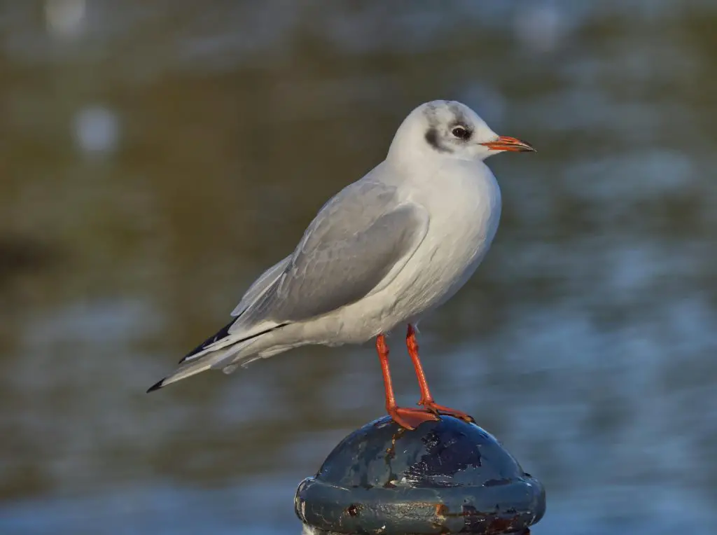 Xeme (Sabine’s Gull)