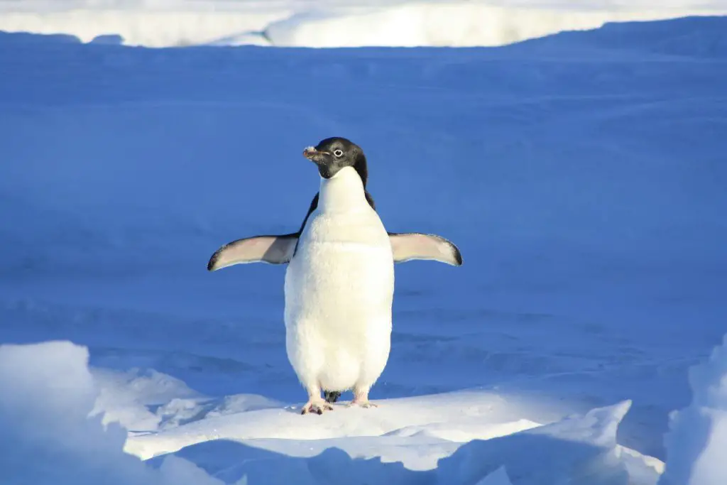 Adélie Penguin (Pygoscelis Adeliae)