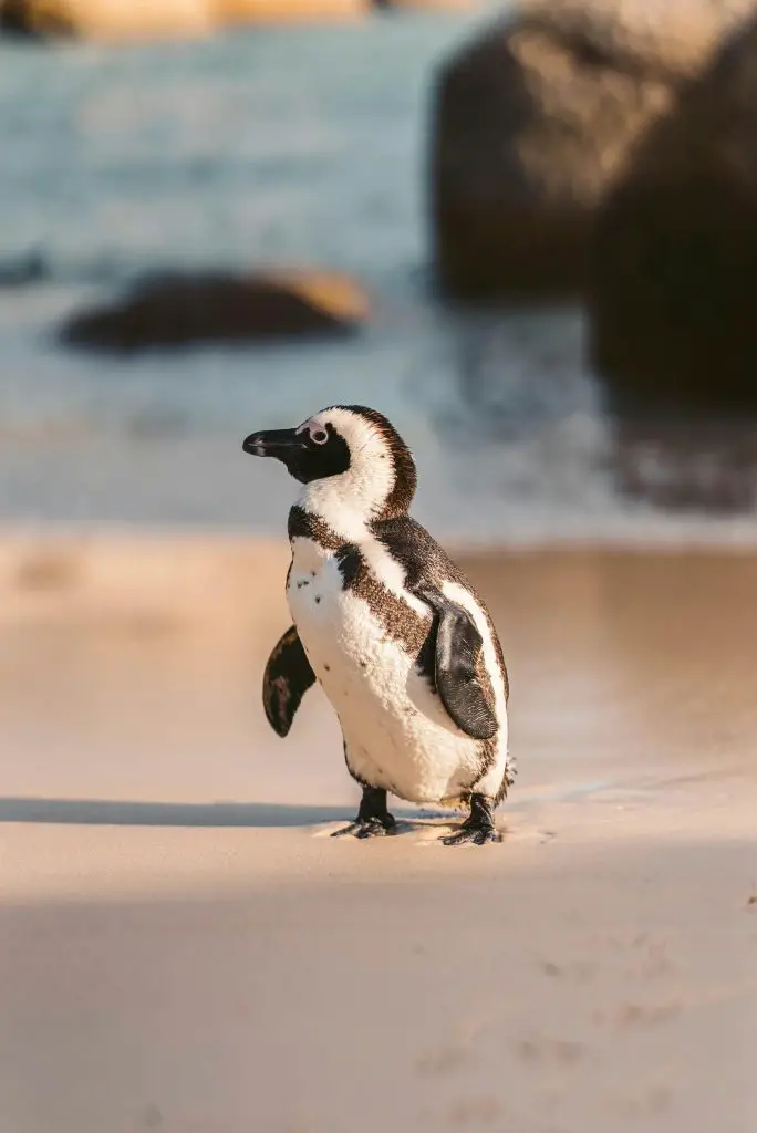 Adélie Penguin (Pygoscelis Adeliae)