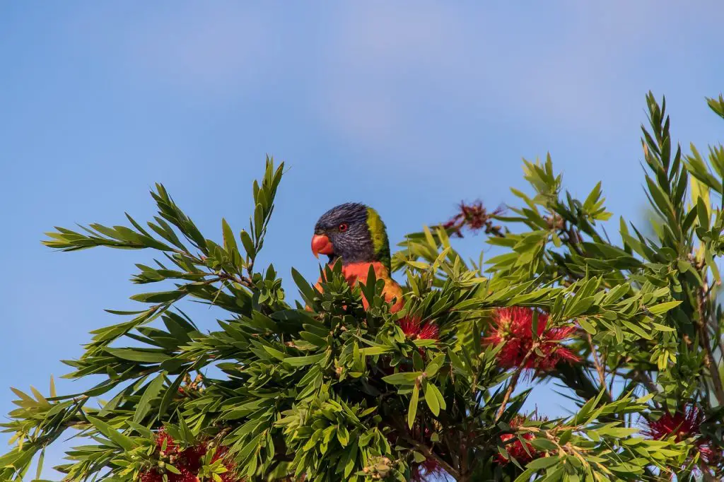 Lorikeet