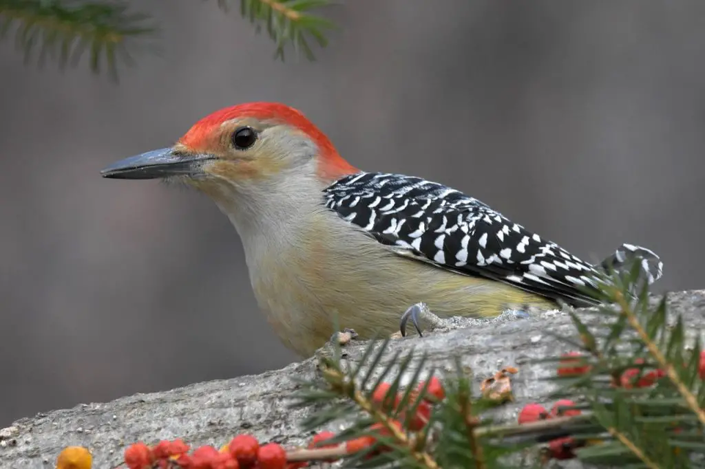 Woodpecker