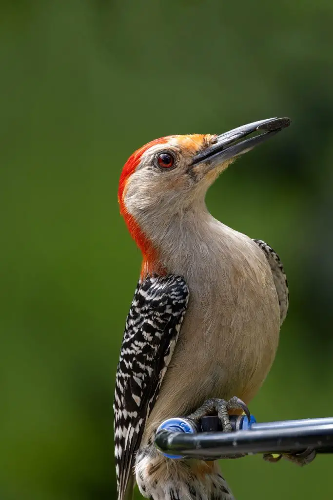 Woodpecker