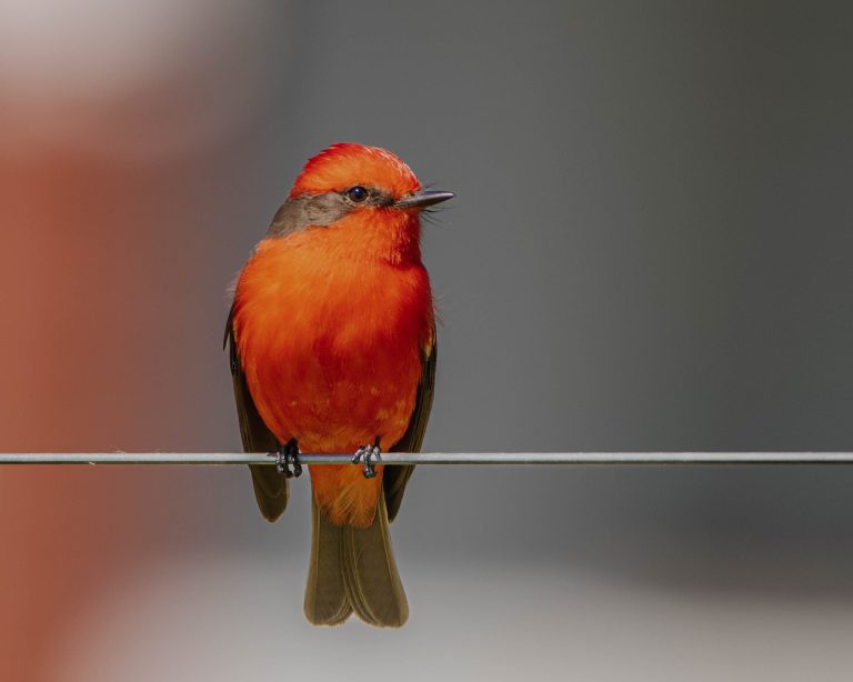 Vermilion Flycatcher (Pyrocephalus Obscurus)