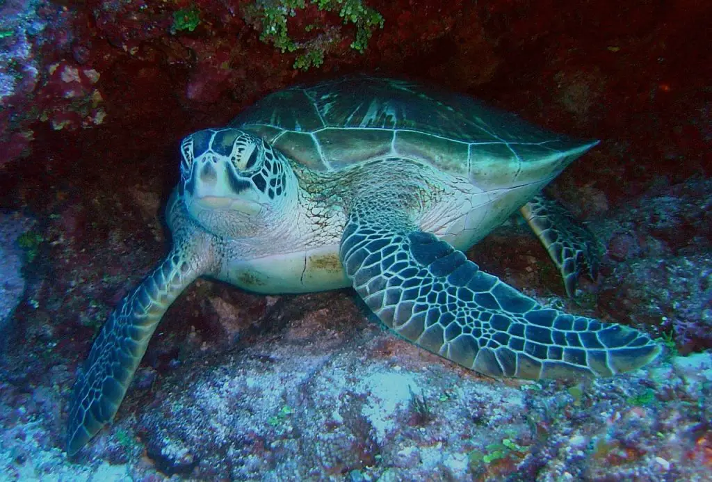 Where Do Different Sea Turtles Live?