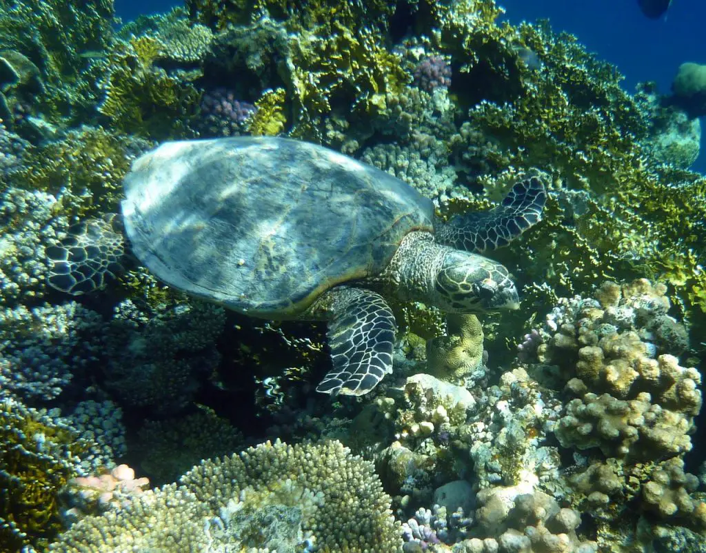 Where Do Different Sea Turtles Live?