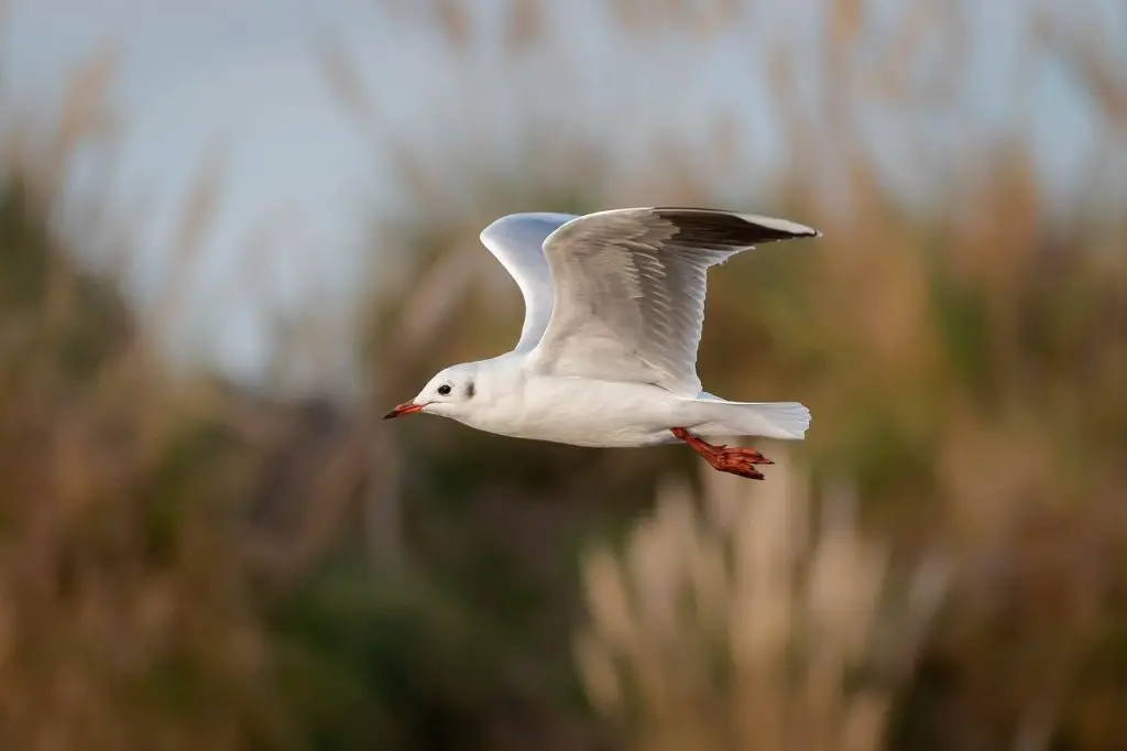 Seagull (Larus Argentatus)