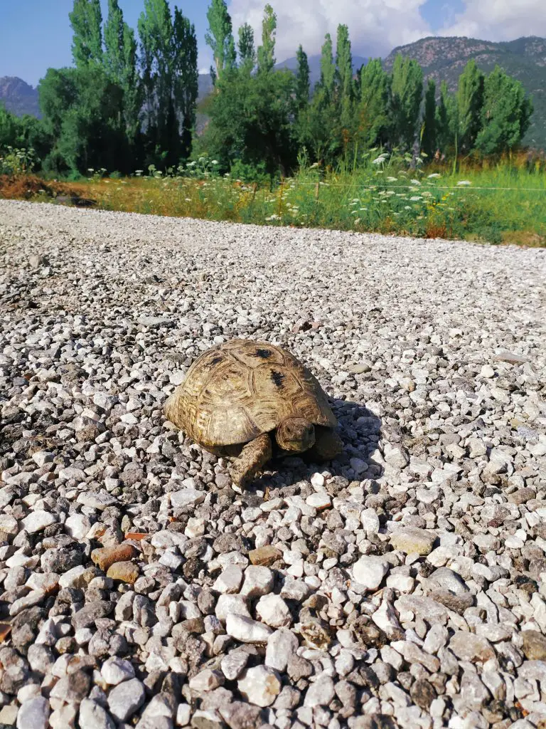 Is It Normal For Tortoise To Shed Skin?