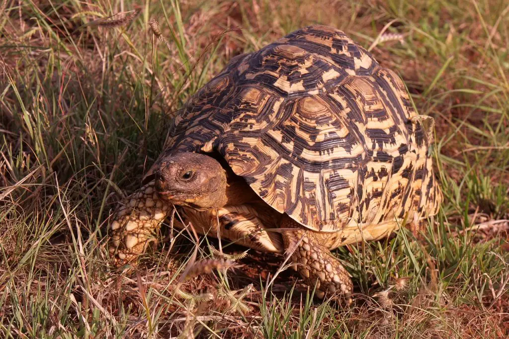 How To Determine Box Turtle Age?