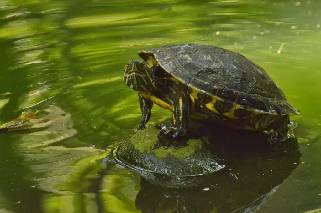 How To Determine Box Turtle Age?