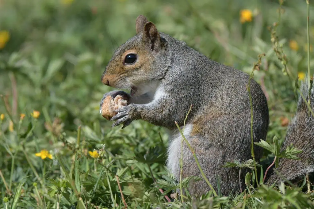 Do Squirrels Eat Turtle Eggs?