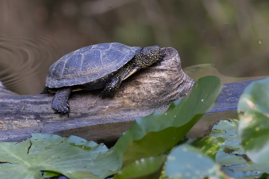 Turtle Vs. Tortoise Vs. Terrapin [Difference Chart]