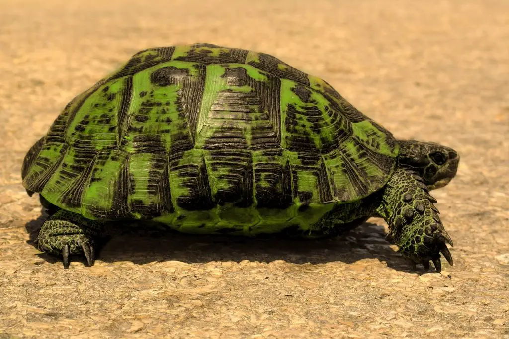 Turtle Vs. Tortoise Vs. Terrapin [Difference Chart]