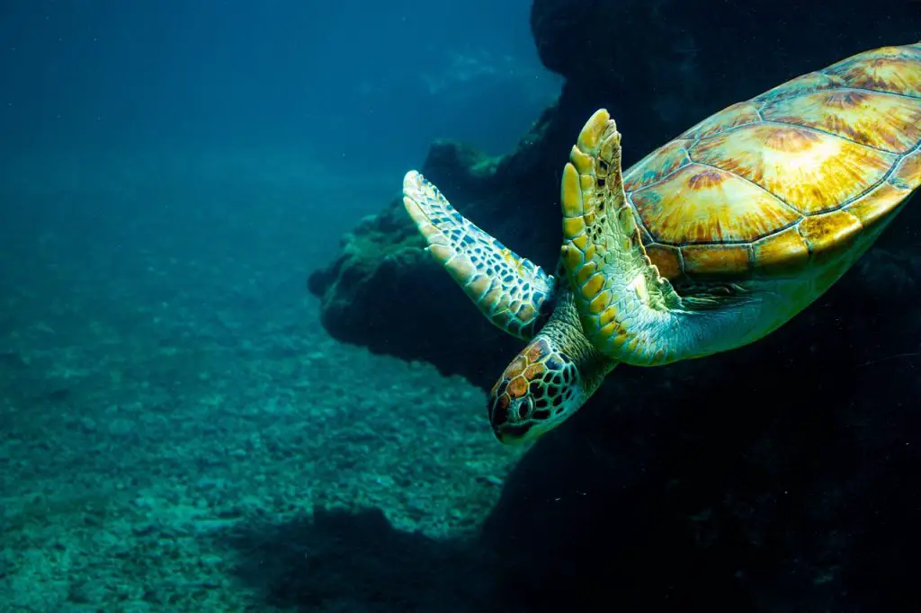 Turtle Vs. Tortoise Vs. Terrapin [Difference Chart]