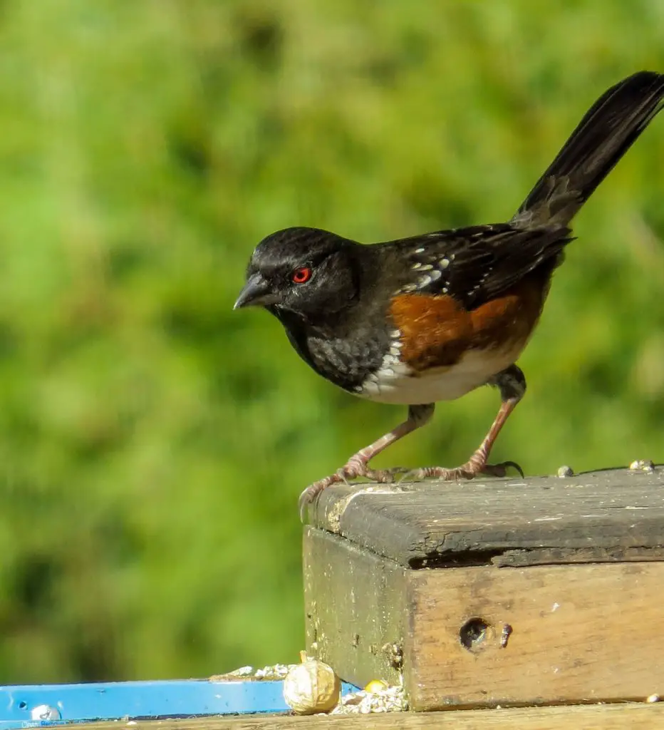 Towhee (Pipilo Erythrophthalmus)